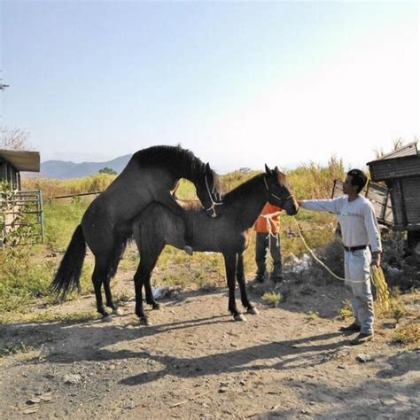 Enorme caballo montando a una caliente yegua